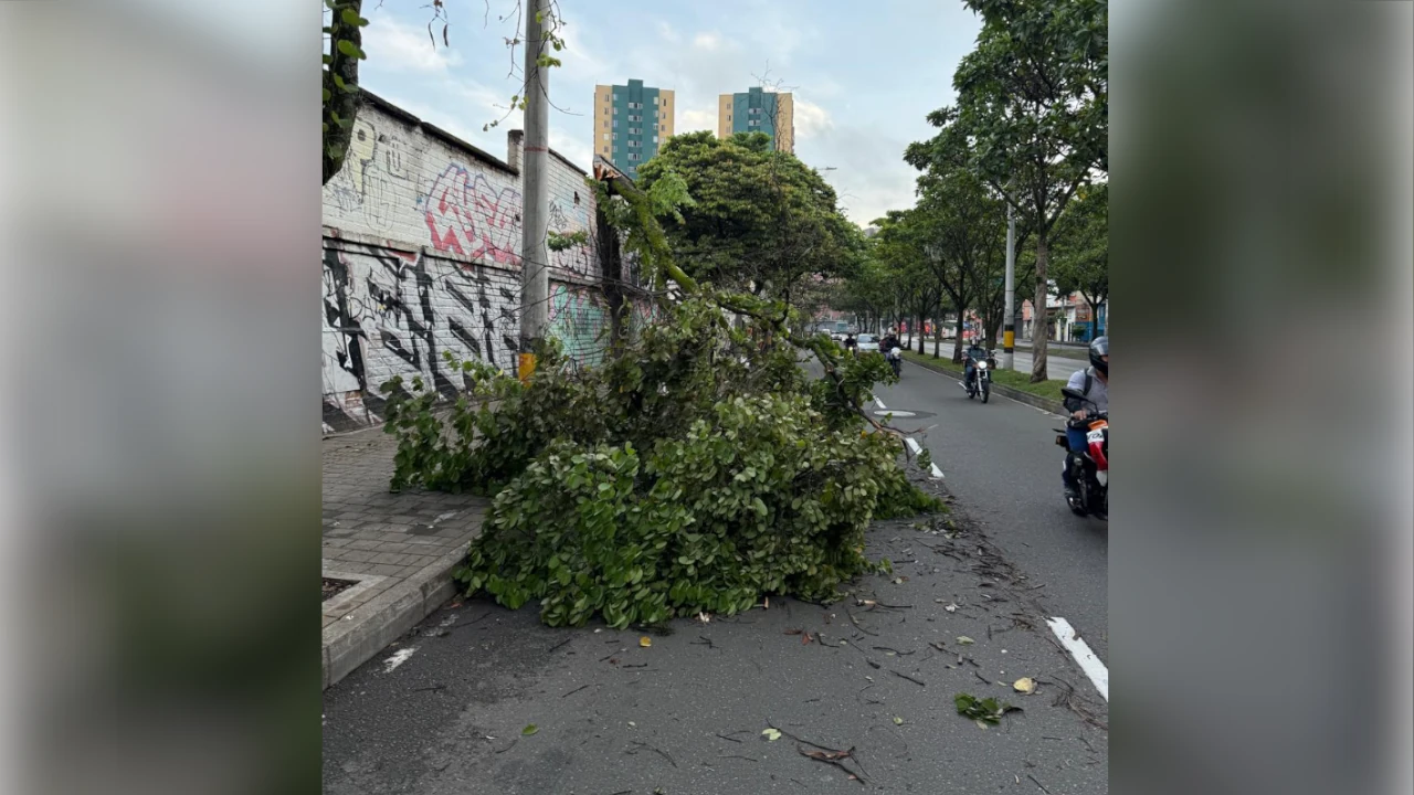 ¡Pilas, conductores! Autoridades reportan otro árbol caído en la Avenida Ferrocarril Árbol-caído