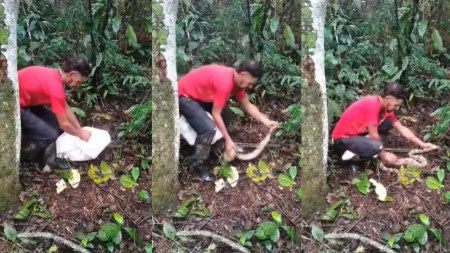 Campesino-liberó-una-boa