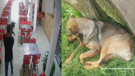 En Antioquia, un hombre agredió a una perrita con un palo de escoba y de una lo enviaron a la cárcel En Antioquia, un hombre agredió a una perrita con un palo de escoba y de una lo enviaron a la cárcel