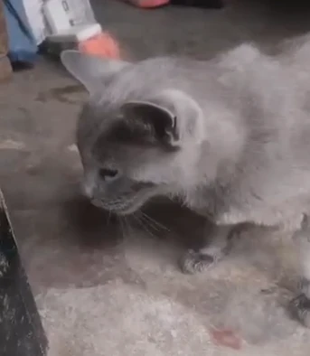 Gatico-envenenado-El-Santuario