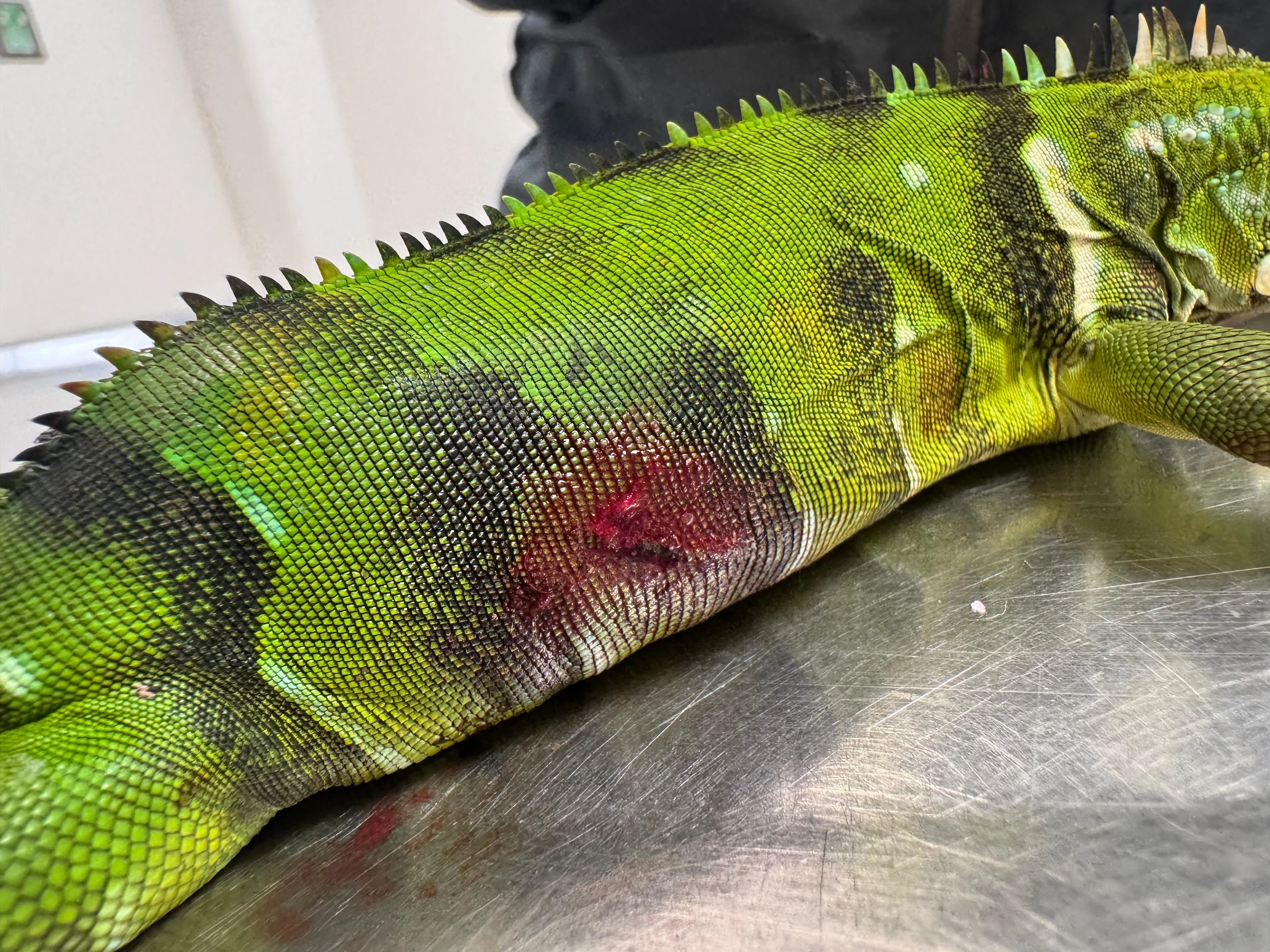 ¡No es justo! Iguana falleció tras ser herida por un perdigón: tenía fracturas y órganos comprometidos 1 Iguana-herida-1
