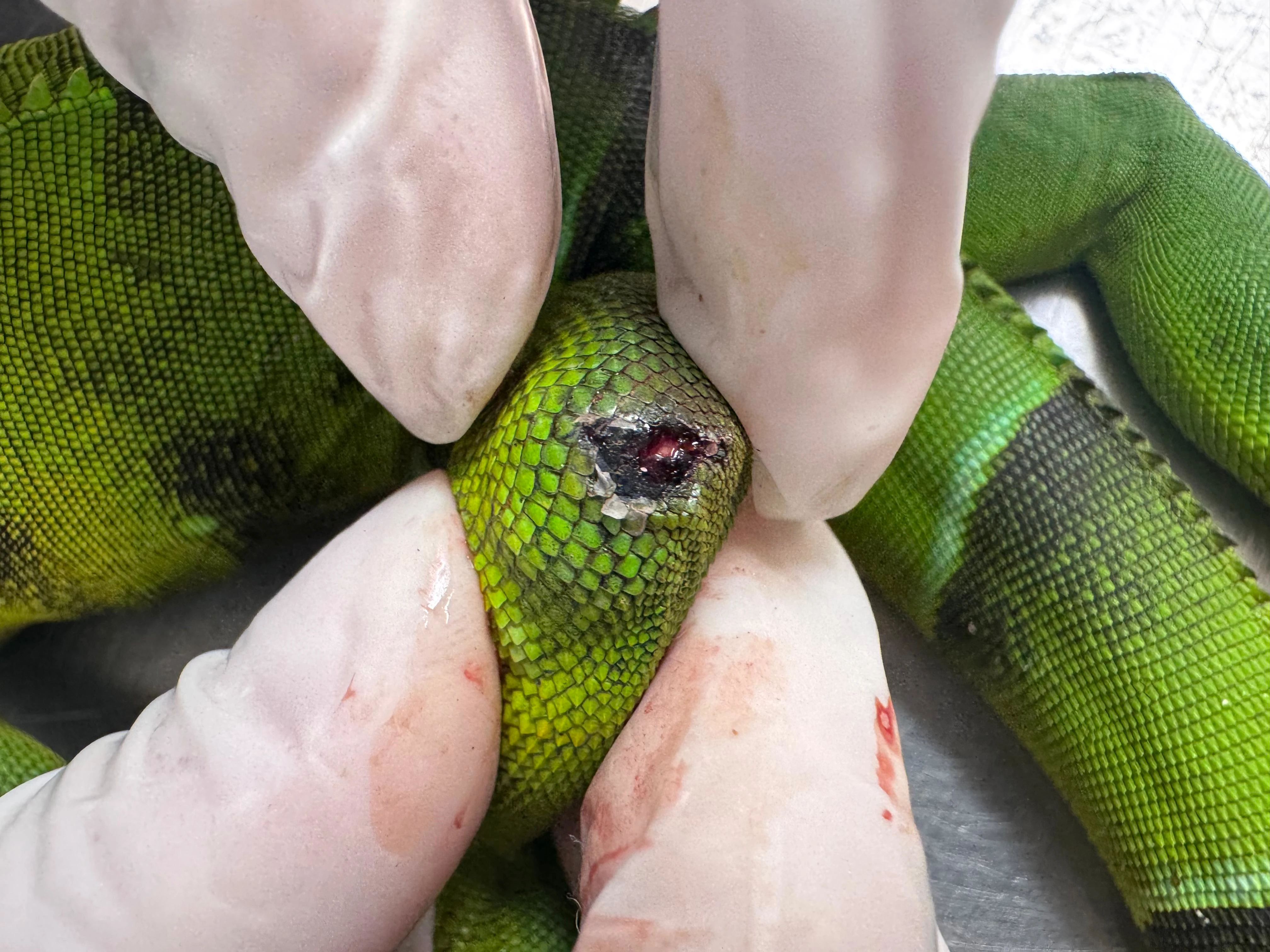 ¡No es justo! Iguana falleció tras ser herida por un perdigón: tenía fracturas y órganos comprometidos 2 Iguana-herida-2