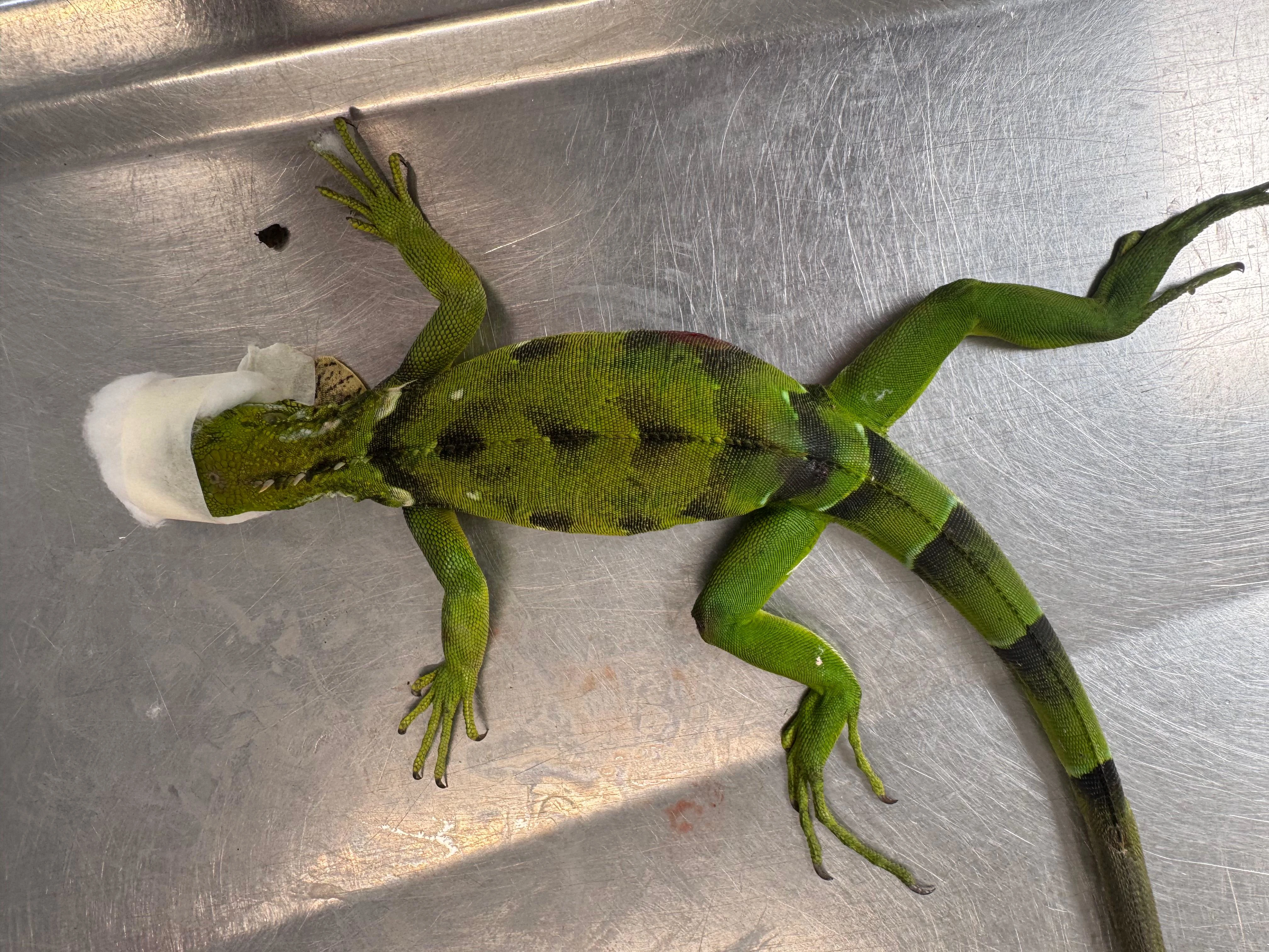¡No es justo! Iguana falleció tras ser herida por un perdigón: tenía fracturas y órganos comprometidos 3 Iguana-herida-2