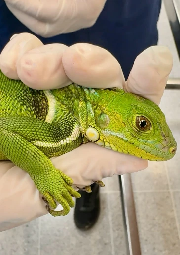 ¡No es justo! Iguana falleció tras ser herida por un perdigón: tenía fracturas y órganos comprometidos 4 Iguana-herida-4