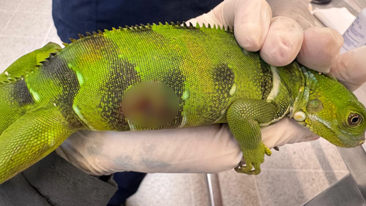 ¡No es justo! Iguana falleció tras ser herida por un perdigón: tenía fracturas y órganos comprometidos Iguana-herida