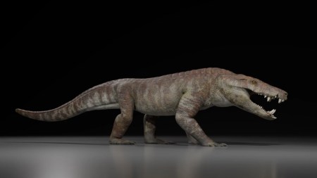 Kostensuchus-atrox-cocodrilo