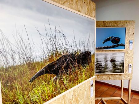 Exposición Orinoquía