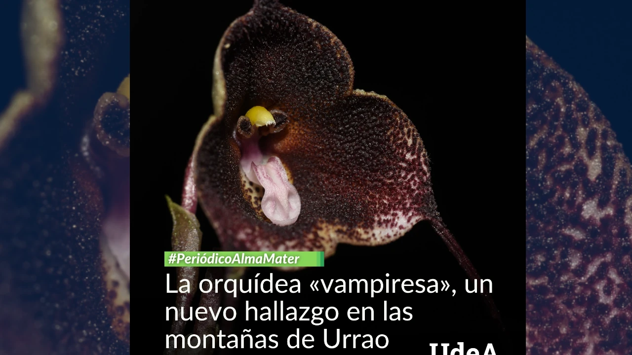 Orquidea 1