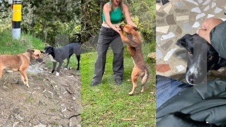 Perritas-El-Santuario