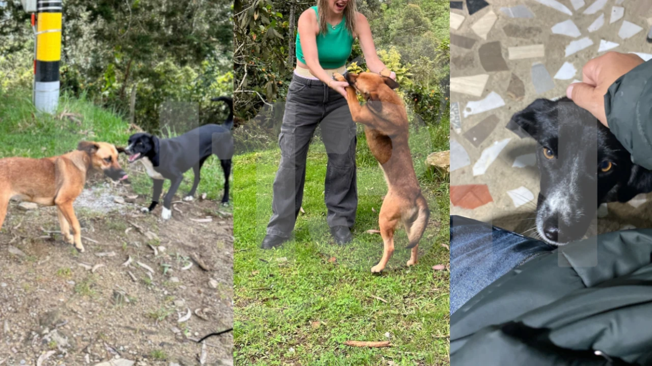 Perritas-El-Santuario