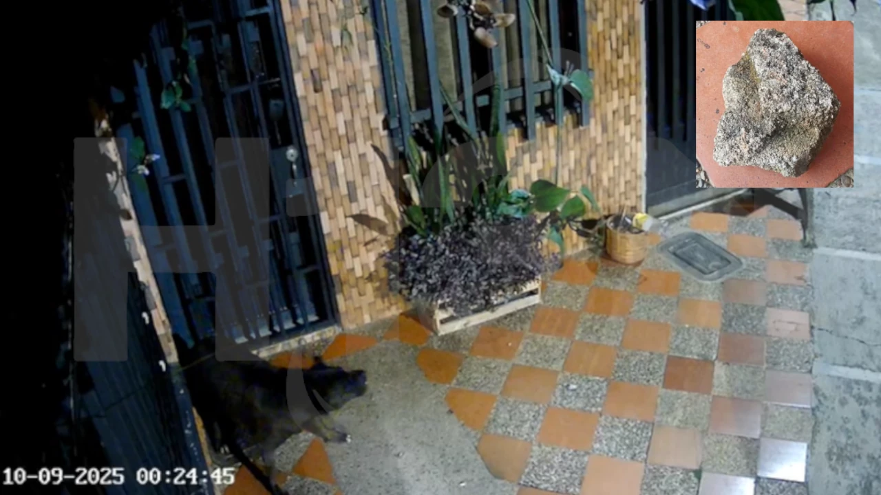 Perrito-agredido-en-El-Peñol