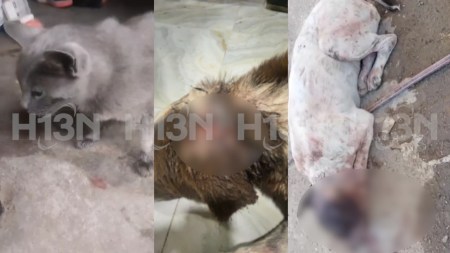 Perritos-El-Santuario-