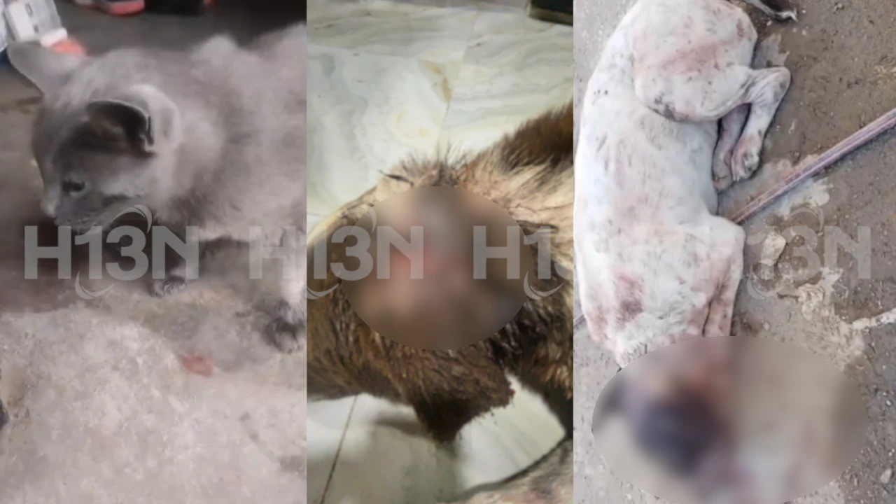 Perritos-El-Santuario-