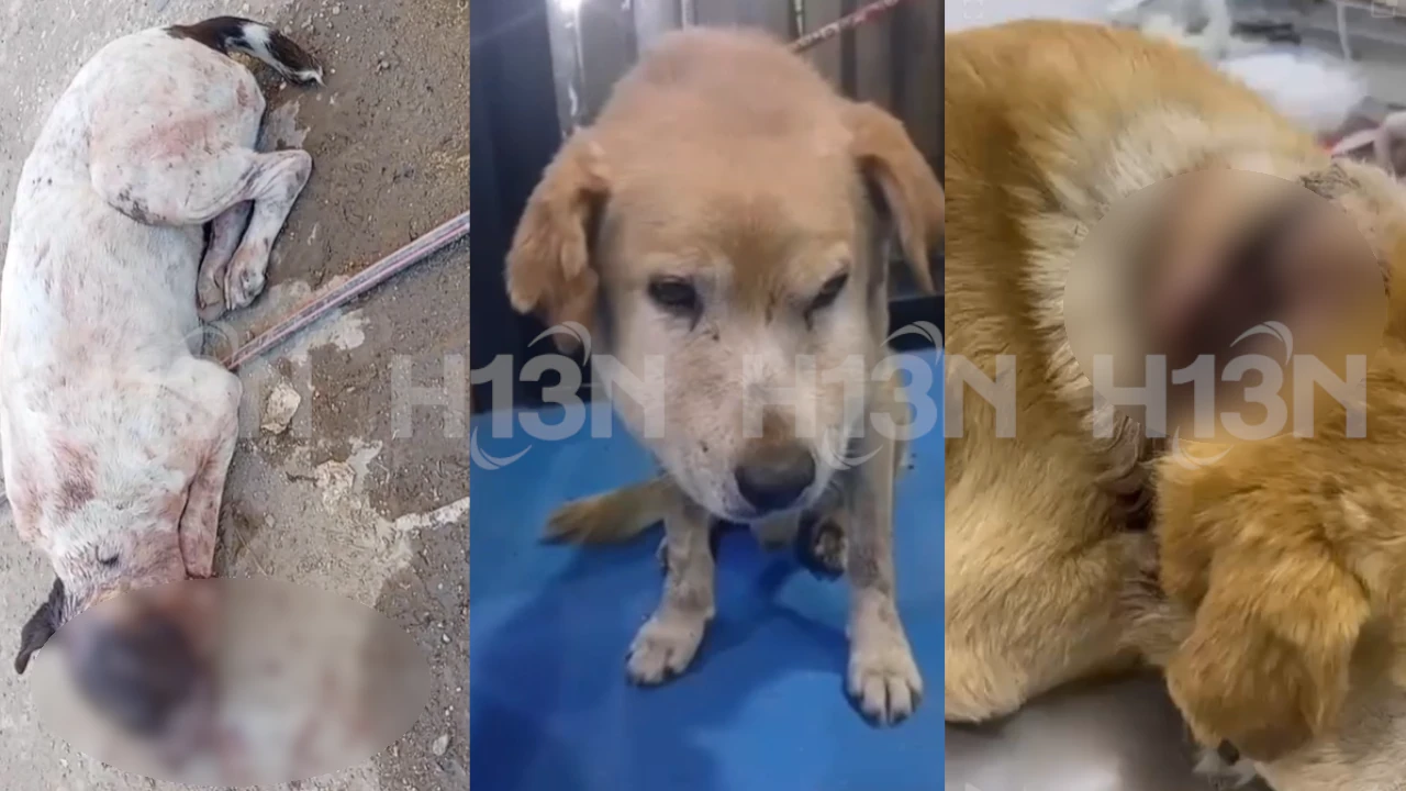 Perritos-El-Santuario-2