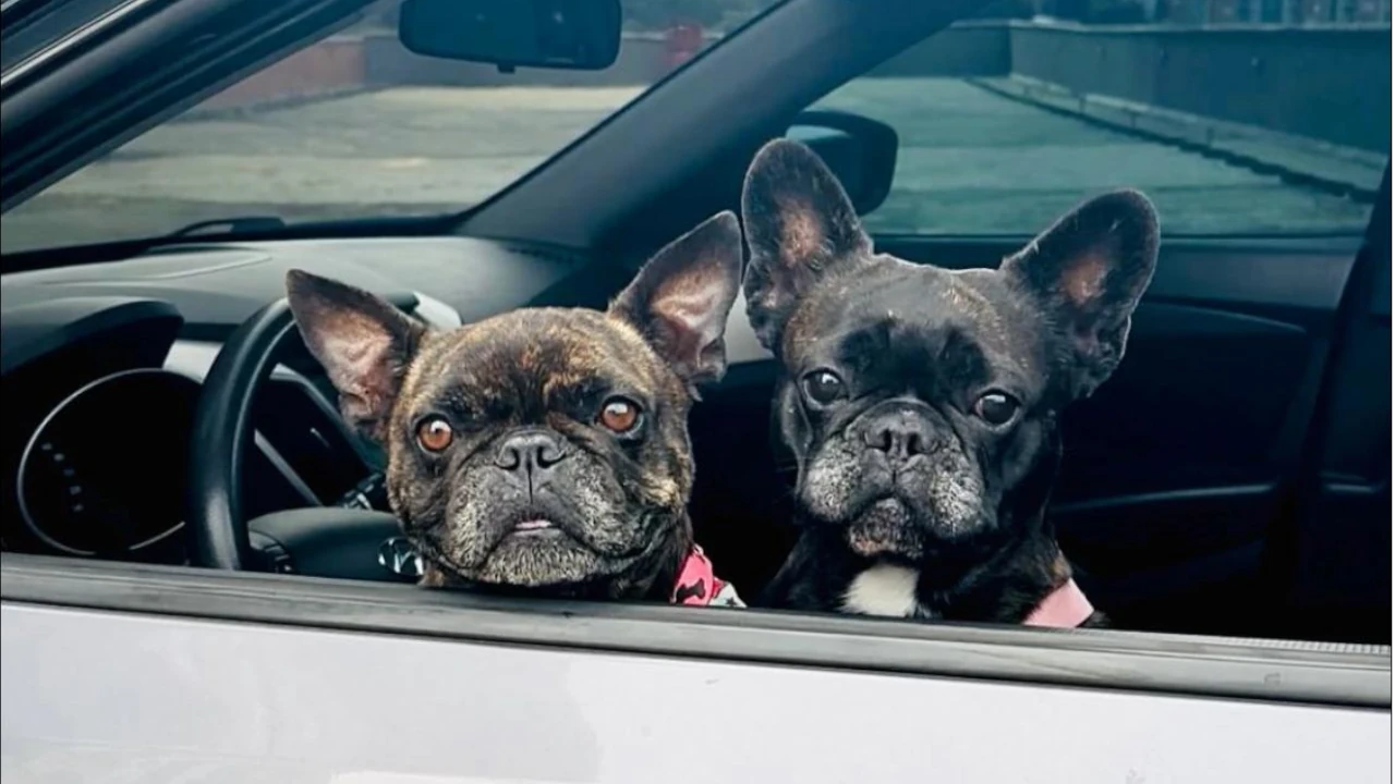Hora 13 Noticias y Los Molinos presentan la primera feria de mascotas y emprendimientos PET: Plaza Mua Pet Zone que se llevará a cabo del 30 de octubre al 3 de noviembre en el centro comercial