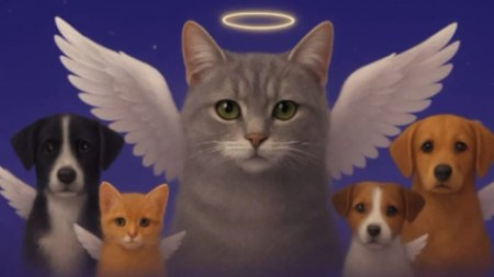 Velatón-animales-El-Santuario