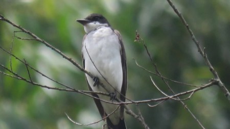 Rionegro celebra la riqueza de las aves migratorias con feria ambiental y cultural Rionegro celebra la riqueza de las aves migratorias con feria ambiental y cultural