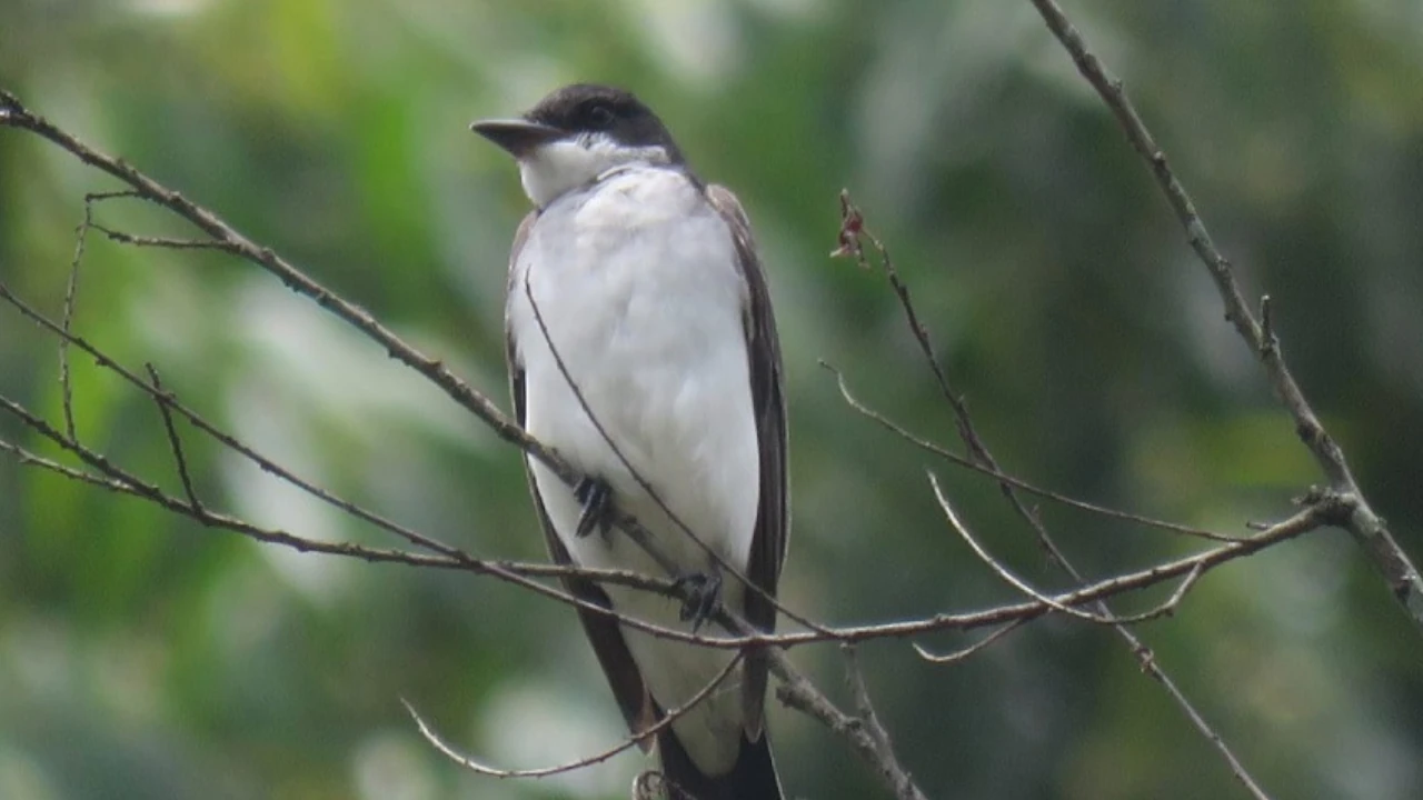 Rionegro celebra la riqueza de las aves migratorias con feria ambiental y cultural