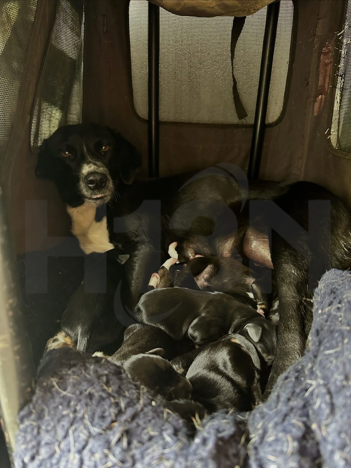 negra-y-sus-cachorros