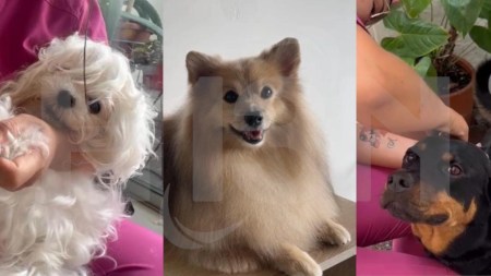 Lo que nadie te contó del grooming canino y la salud de tus mascotas: más que estética es bienestar, salud y prevención perr