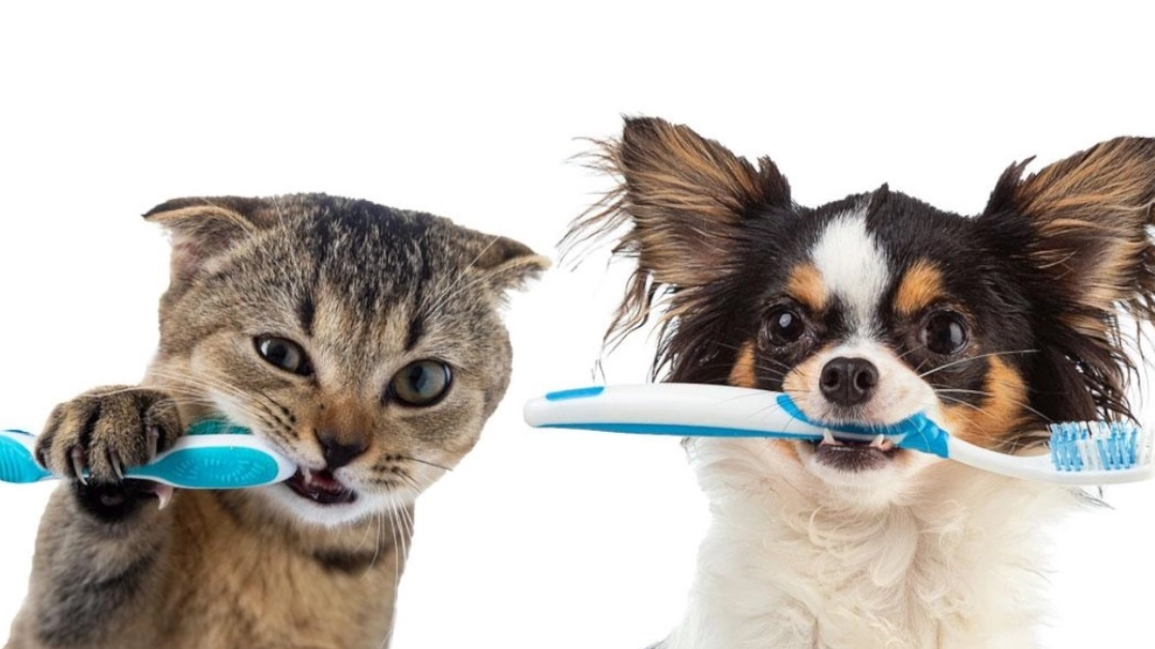perritos