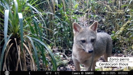 zorro-perro