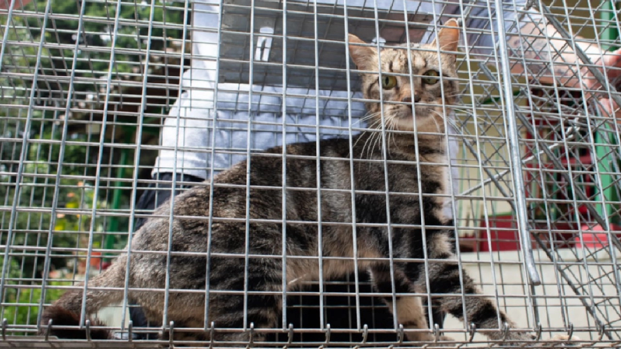 gato-enjaulado