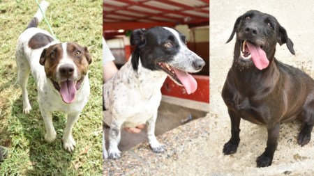 mascotas-adopcion-de-perros