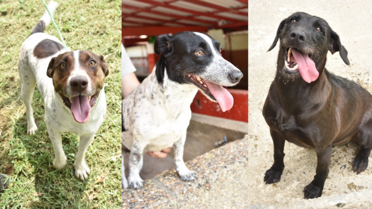Una segunda oportunidad: habrá jornada de adopción de perritos este sábado, 25 de octubre, en Parque Fabricato mascotas-adopcion-de-perros