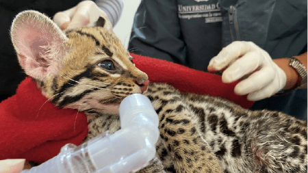ocelote