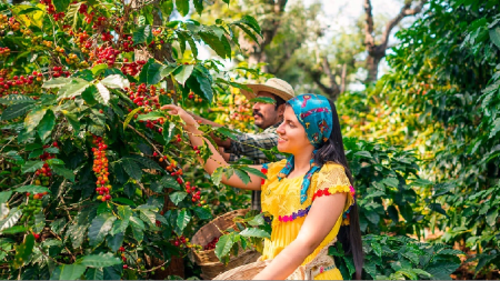 Colombia registró la mayor producción de café de los últimos 33 años cafe