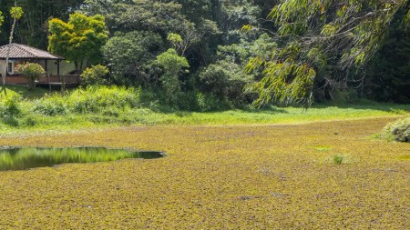 Cornare y EPM lideran la recuperación del humedal más emblemático de Rionegro