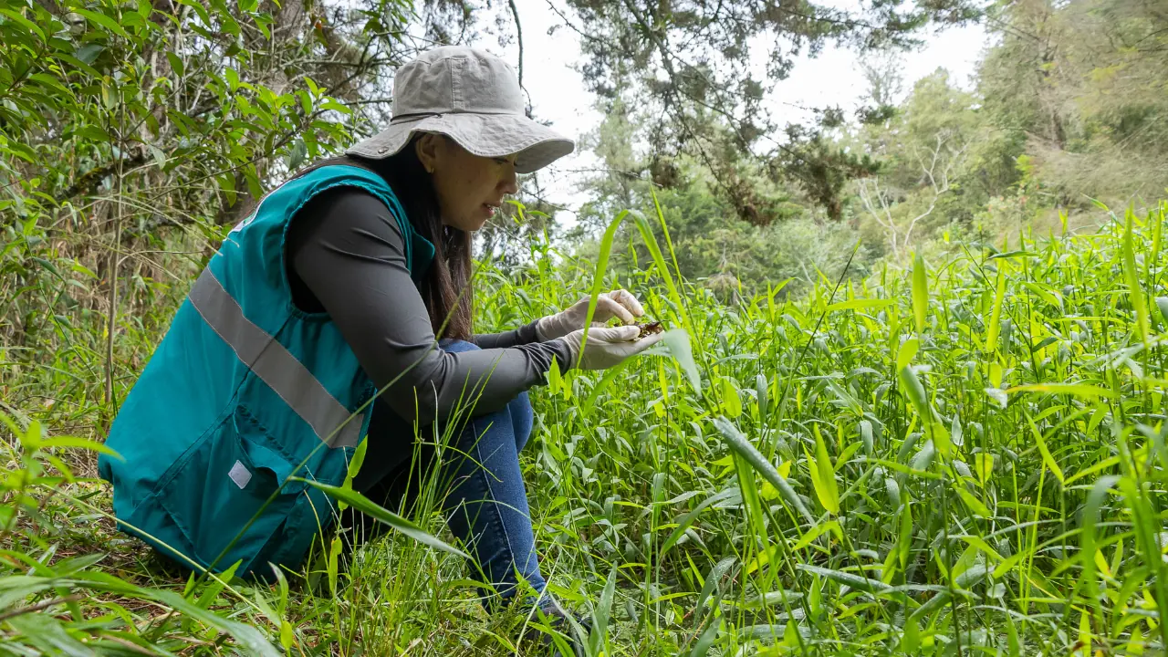 Cornare y EPM lideran la recuperación del humedal más emblemático de Rionegro