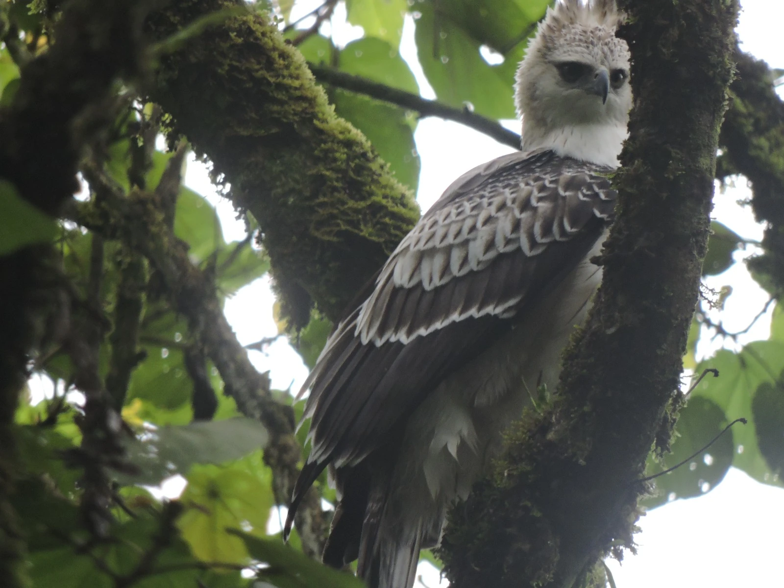 ¡Preciosas! Cuatros águilas crestadas de montaña fueron registradas en una reserva de Medellín 1 Águilas-crestadas