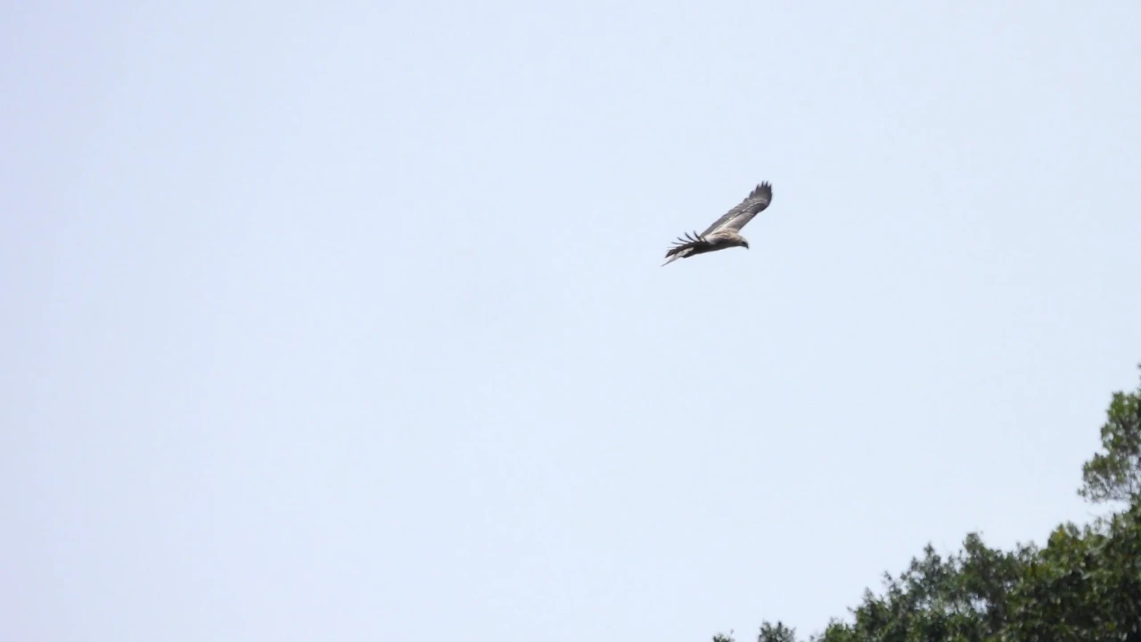 Las águilas crestadas vistas, son un reflejo de que las montañas de Medellín son territorio de vida AguilasCrestadas