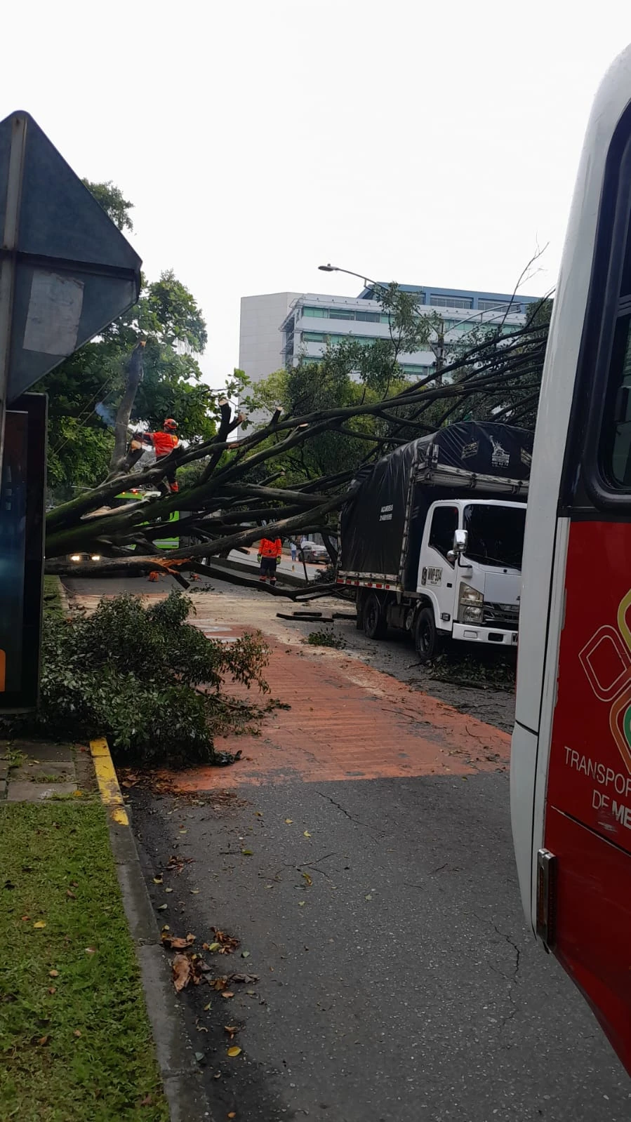 Arbol-caído-Pablo-Tobon-1