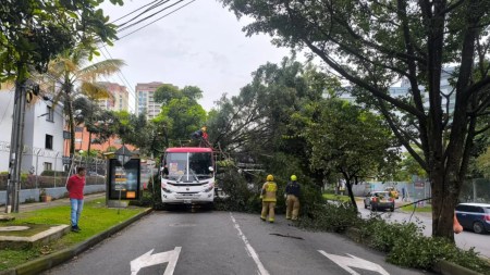Arbol-caído-Pablo-Tobon