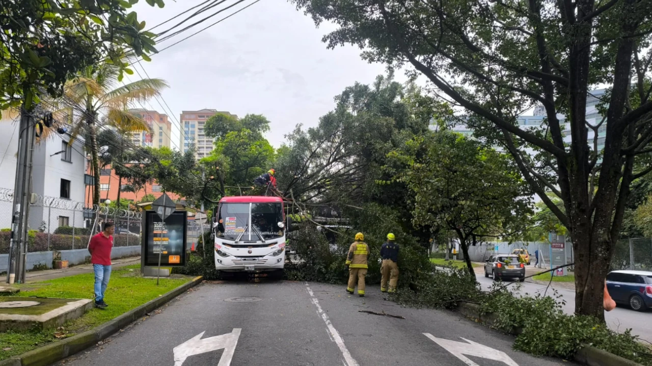 Arbol-caído-Pablo-Tobon