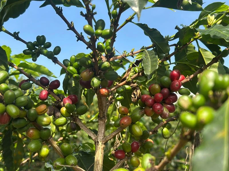 Bello-Alianza-Caficultores-2