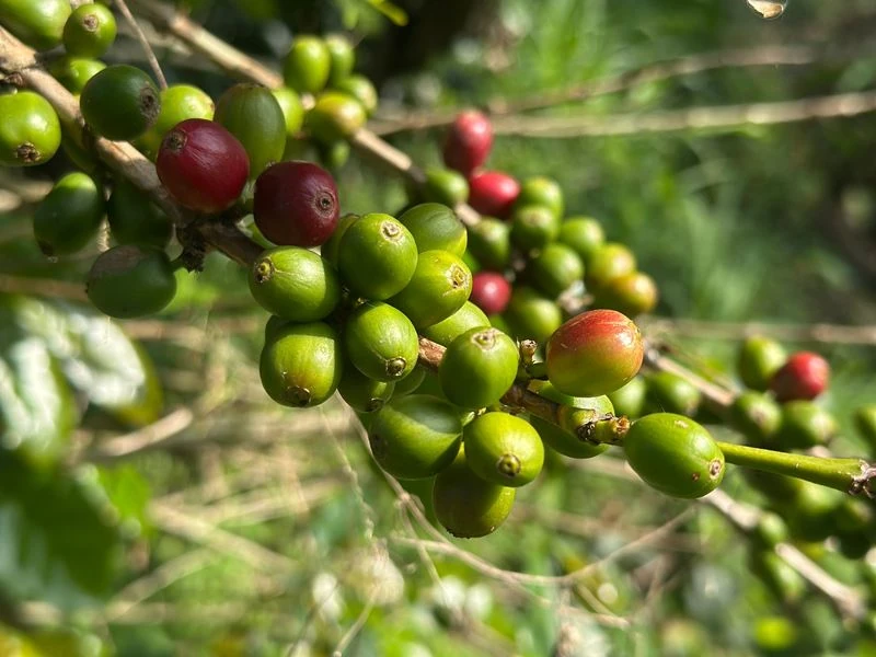 Bello-Alianza-Caficultores-3