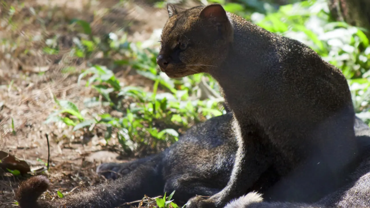 ¡Qué hermoso! Cámaras trampa confirman el avistamiento de un jaguarundí en Itagüí