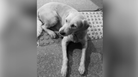Copito-perrito