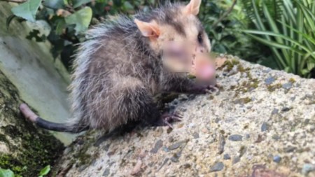Cornare enciende alarmas por la ola de ataques de perros y gatos contra animales silvestres