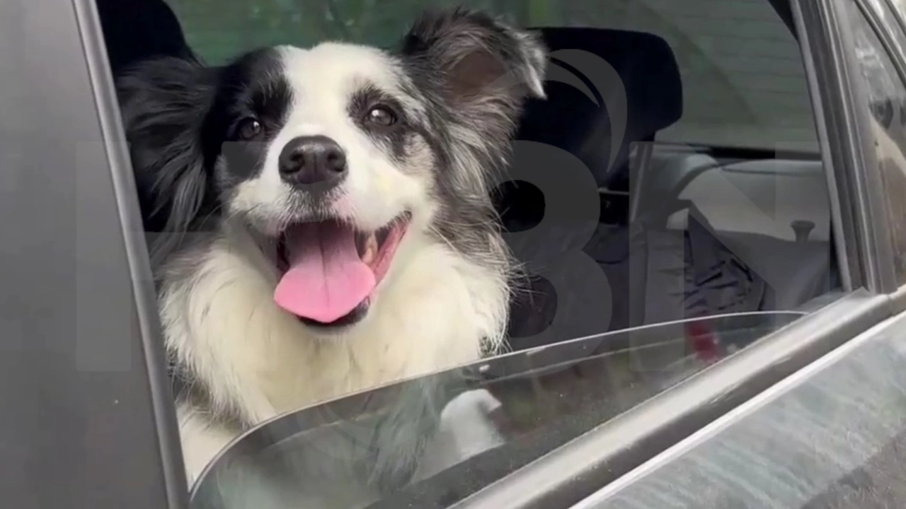 Inutrips: la app paisa que facilita el transporte seguro y cómodo de mascotas Inutrips: la app paisa que facilita el transporte seguro y cómodo de mascotas