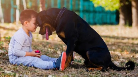 Ley-Empatia-Colombia