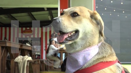 Plaza Mua llega al Centro Comercial Los Molinos: una feria para celebrar el amor por nuestras mascotas Plaza Mua llega al Centro Comercial Los Molinos