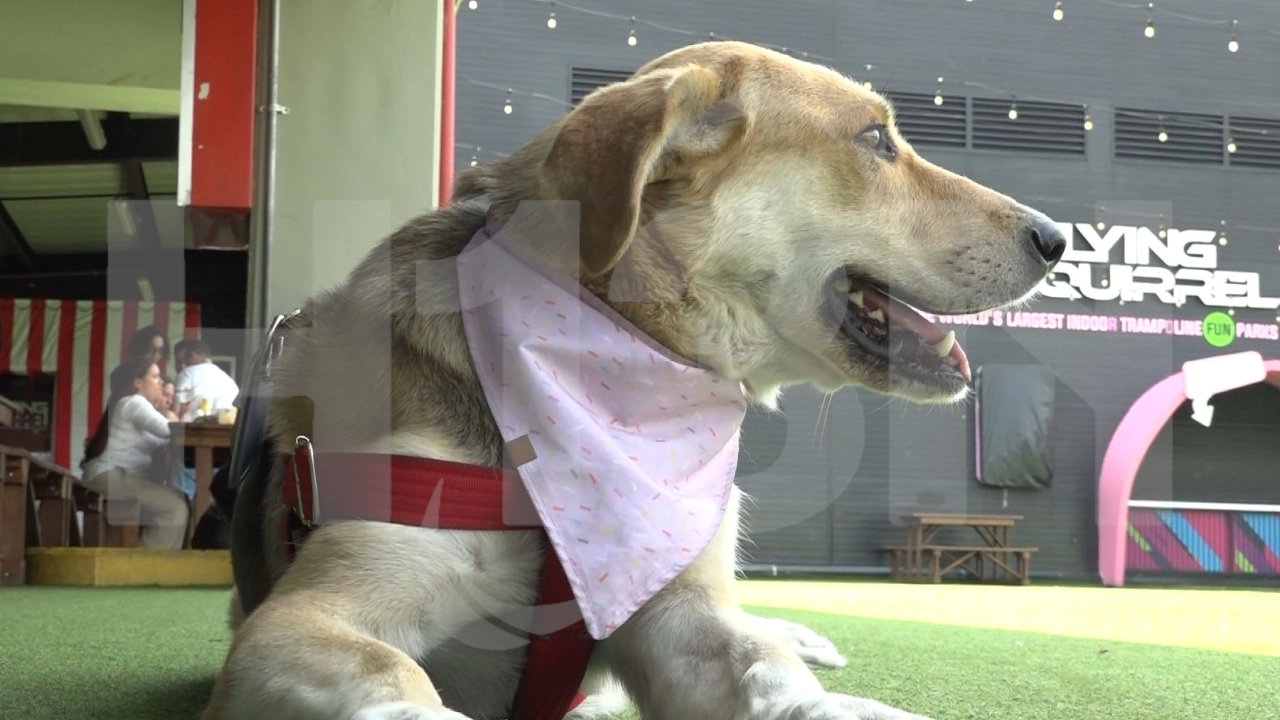Plaza Mua llega al Centro Comercial Los Molinos: una feria para celebrar el amor por nuestras mascotas 1 Plaza Mua llega al Centro Comercial Los Molinos: una feria para celebrar el amor por nuestras mascotas
