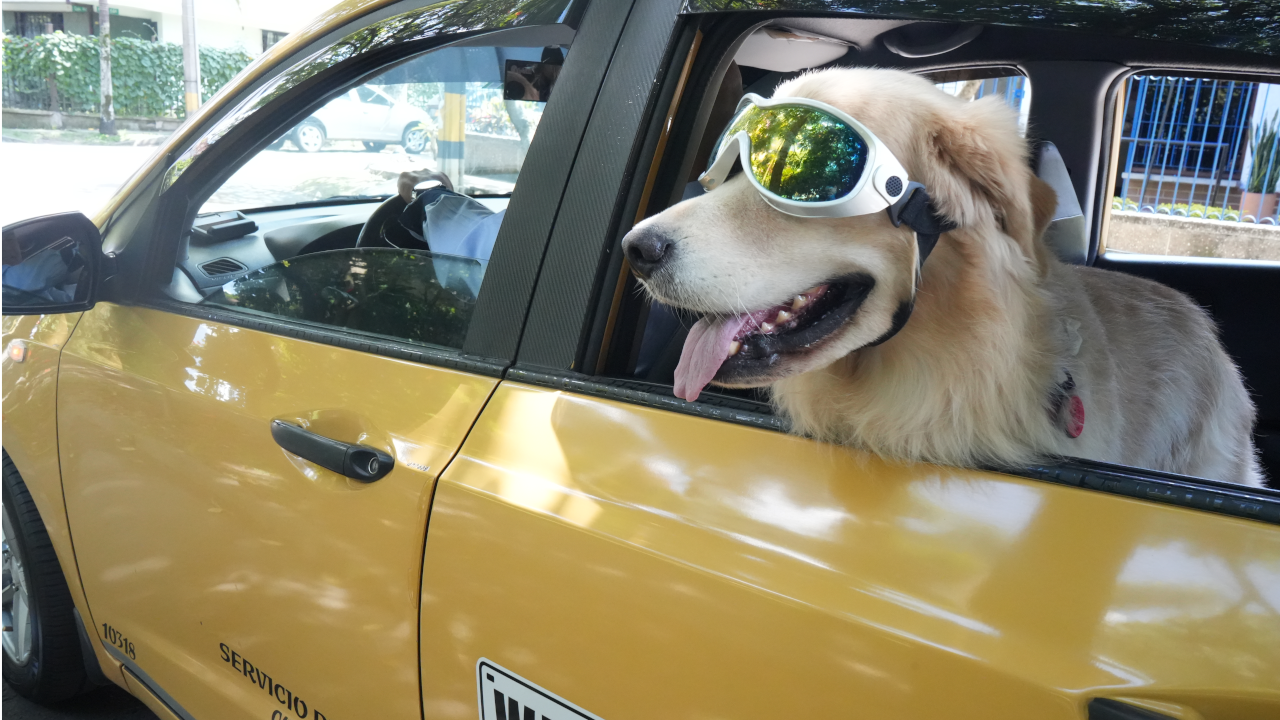 Mascotas -taxi
