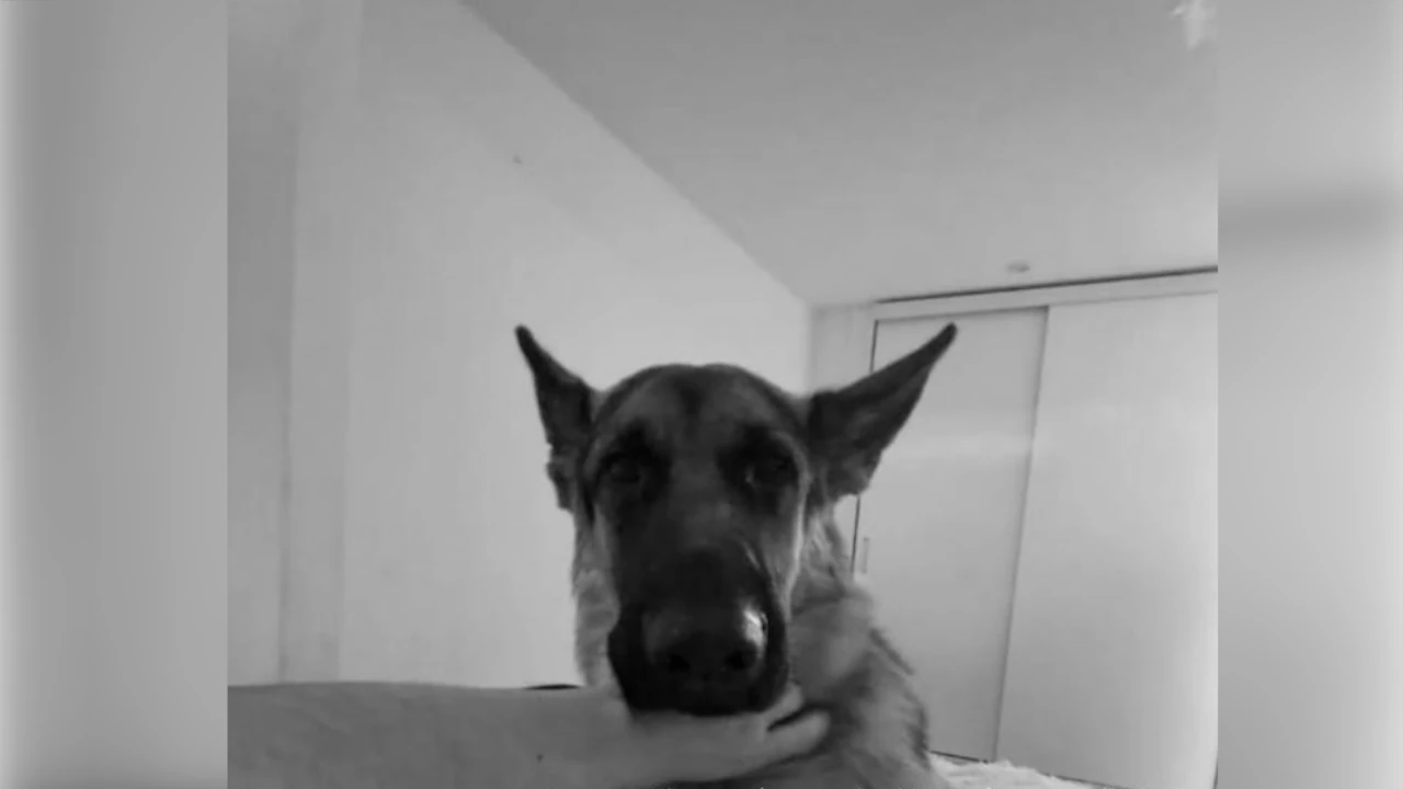 Pastor-Alemán-quemaduras-