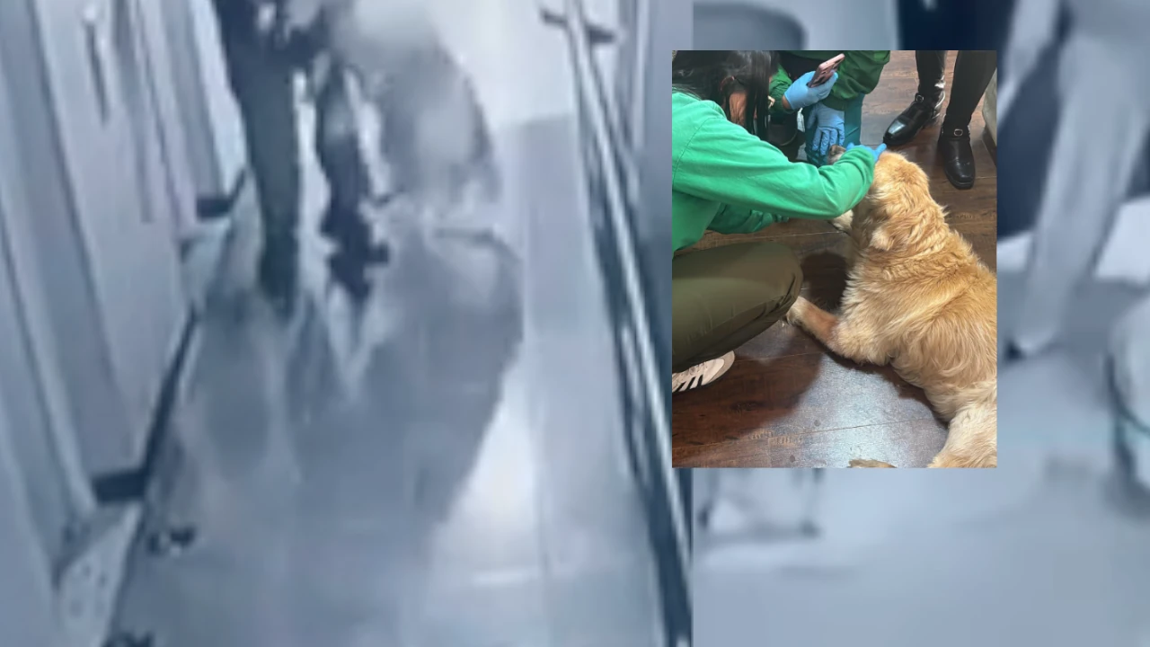 Justicia por Samanta, perrita víctima de brutal maltrato en Bogotá: el agresor fue grabado golpeándola PerroMaltratado